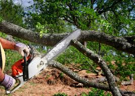 Best Hazardous Tree Removal  in Cottonwood Heights, UT